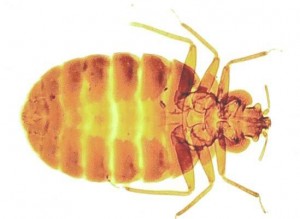 Bed Bug Control