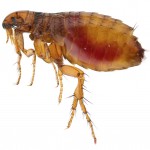Fleas - big rise in numbers