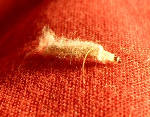 Clothes moth cause damage to clothing not as adults but as larvae.
