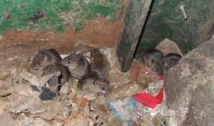 Horror- rats in walls of home in Norwich, Norfolk - removal