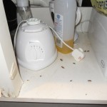 Cockroaches under sink unit