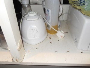 Cockroaches under sink unit