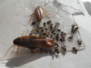 German cockroach carrying old egg case.  Young nymphs to right that hatched from  her single  egg case!