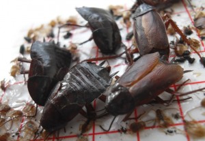 Oriental cockroach