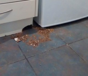Rats can easily gnaw out from the back of the kitchen units. Picture - Richard Pummell