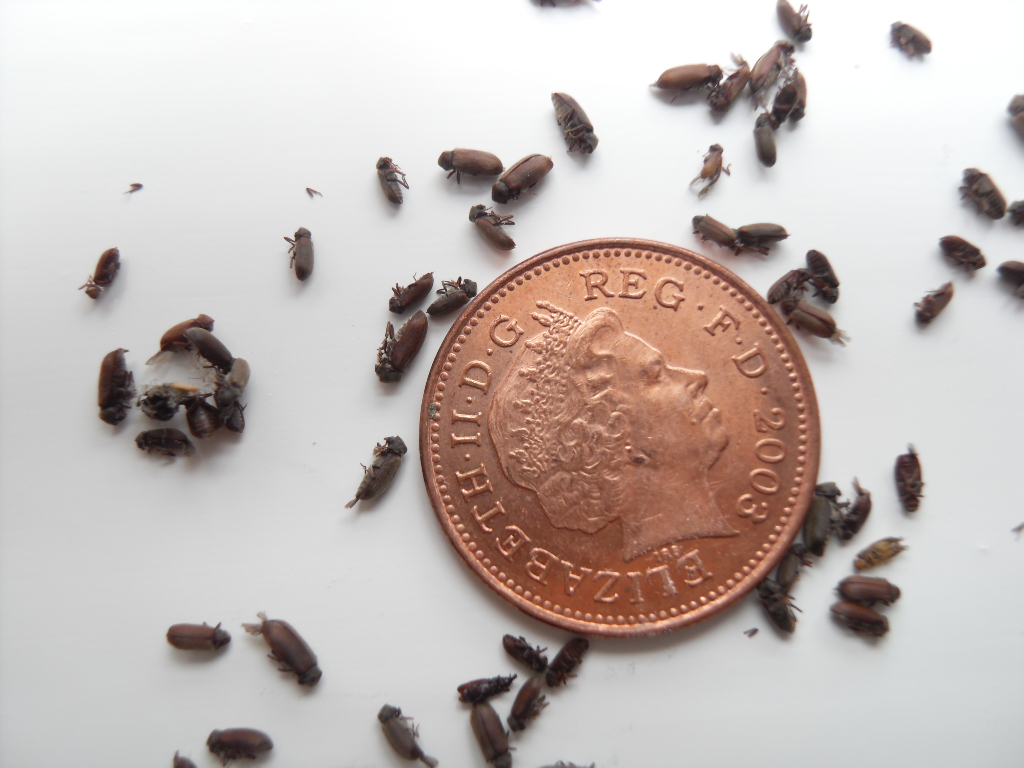 Help And Advice With Woodworm Infestation Norfolk Norwich Pest