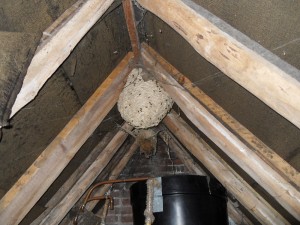 Here, a wasp nest is shown hanging from the top of the roof. Wasps can be seen guarding the outside of the nest. If inclined, the whole lot will attack with no notice