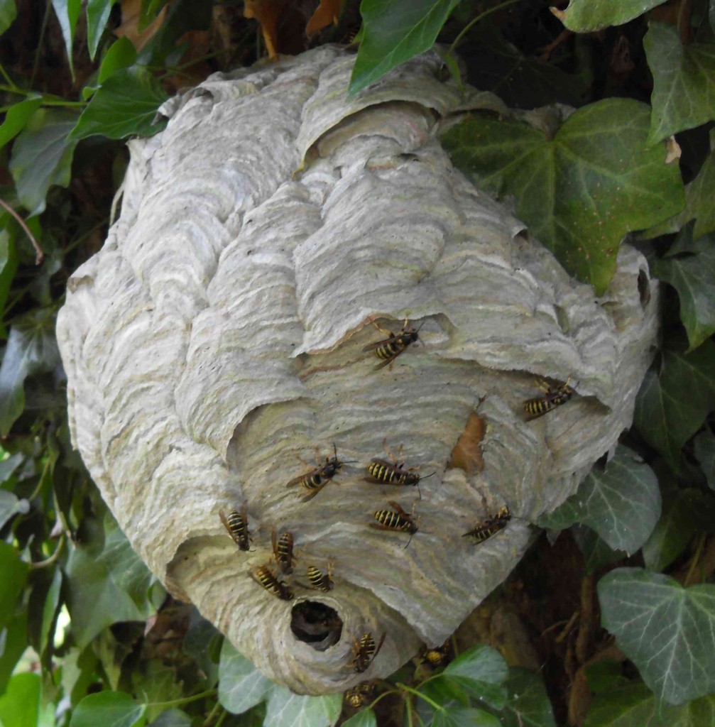 wasp nest in bush