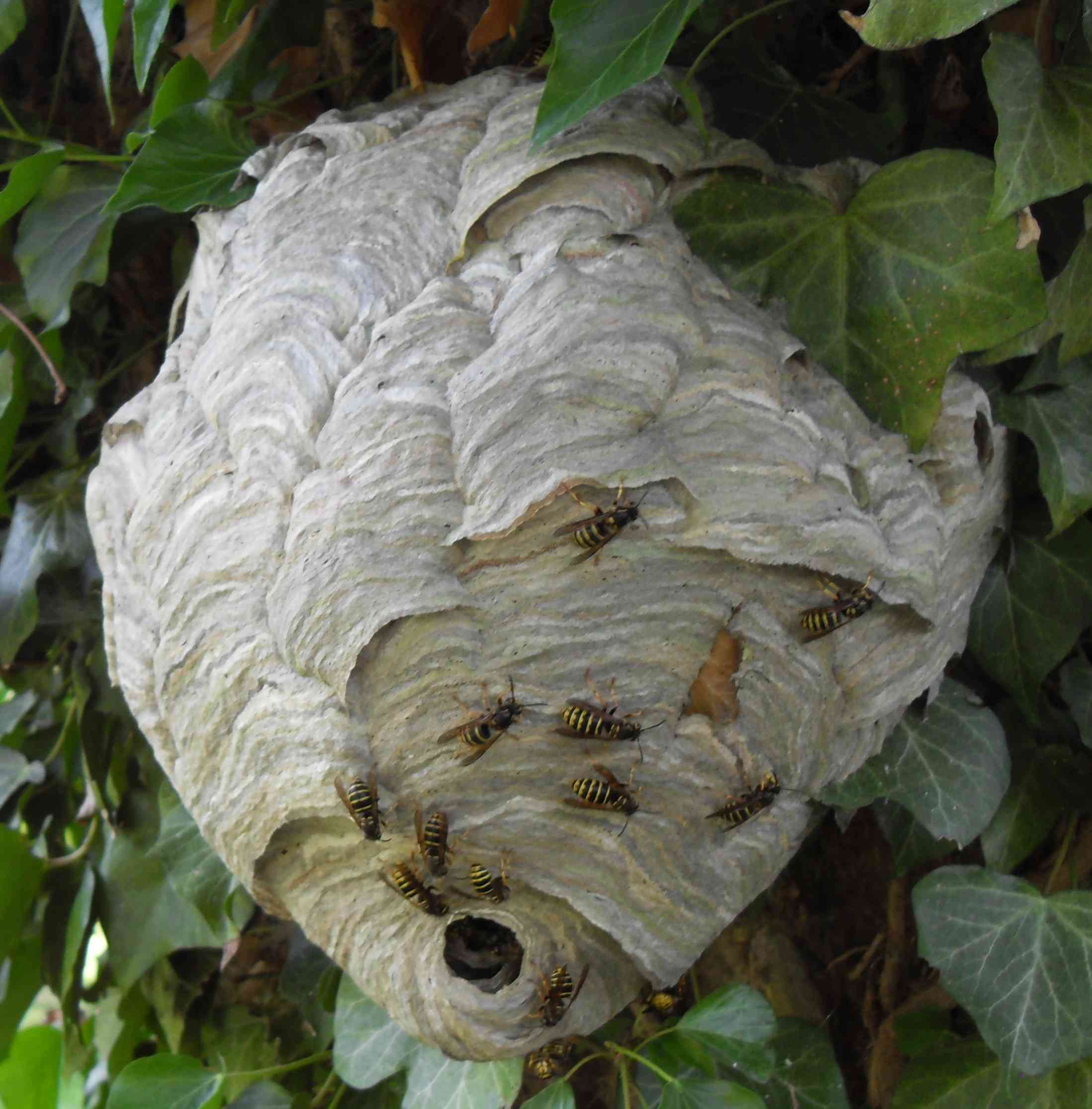 wasp-nest-in-bush.jpg