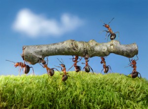 ant-control