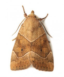 moth-pic