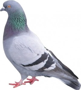pigeon-proofing