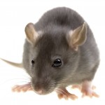 Rat Control - Pest Control Norfolk
