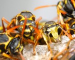 Wasp Nest Removal-Norfolk & Norwich Pest Control