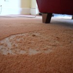 Clothes Moth can seriously damage carpets and clothing