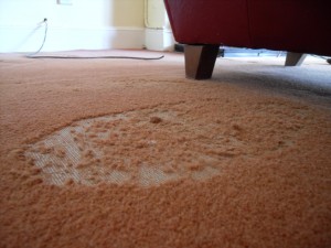 Clothes Moth can seriously damage carpets and clothing