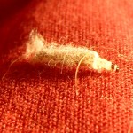 Clothes moth cause damage to clothing not as adults but as larvae.