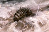 Carpet Beetle larva