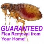 Guaranteed flea removal from your home - Car Servicing Wirral