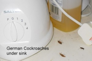 German Cockroaches - Norfolk sink