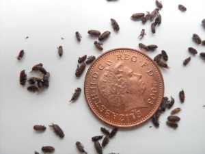 Woodworm adult beetles only last a few weeks and remain in their larval stage for some years causing damage to timber