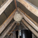 Here, a wasp nest is shown hanging from the top of the roof. Wasps can be seen guarding the outside of the nest. If inclined, the whole lot will attack with no notice