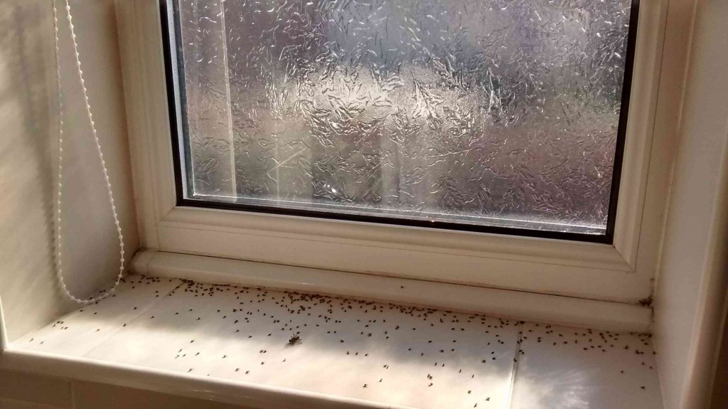 Small Yellow Swarming Flies appear on window sills during autumn, winter and spring. Note their small size compared to the larger fly in the middle or the picture