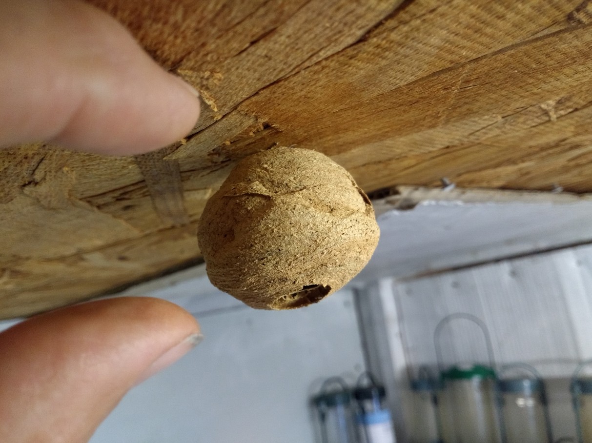 How Big Are Wasp Nests In May Norfolk Norwich Pest Control Norfolk Pest Control Experts